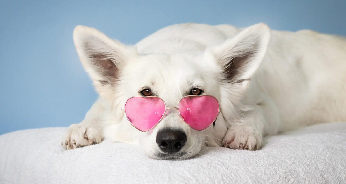 pet-dogwhite pet-dogwhite